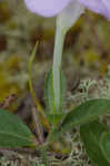 Fringeleaf wild petunia